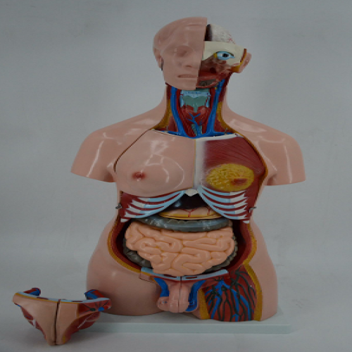 男、女兩性人體半身軀幹模型（85cm/23件）