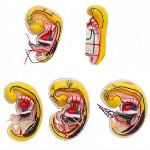 消化、呼吸、泌尿生殖、體腔的發生解剖示教（jiāo）模（mó）型