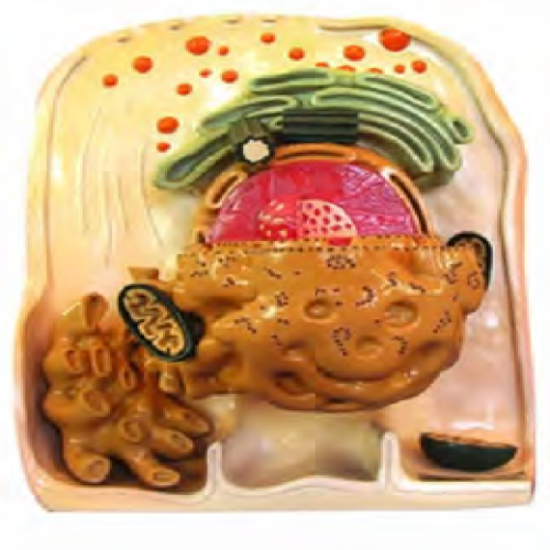 細胞超微立體結構模型（xíng）