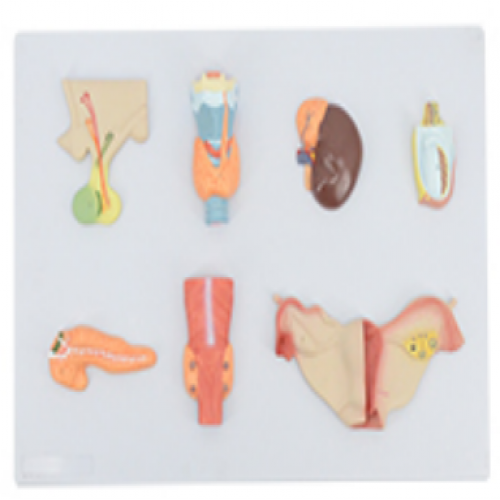 人體內分泌器官模型