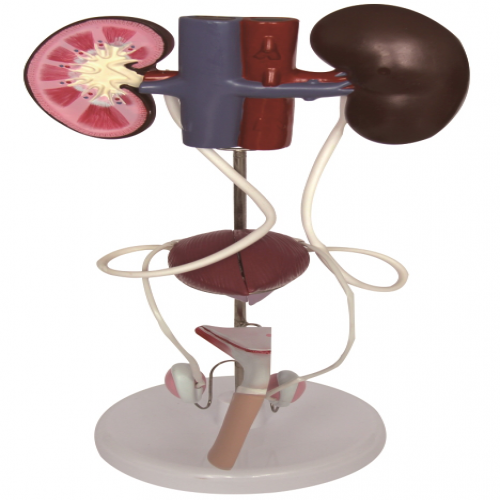 男性泌尿生殖係統模型(5部件）