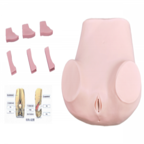 陰道後穹窿穿刺模型