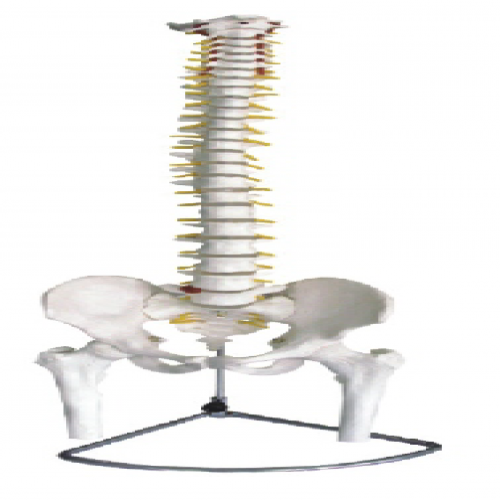 脊椎帶骨盆附半腿骨（gǔ）模（mó）型（不可彎曲/可彎曲（qǔ））