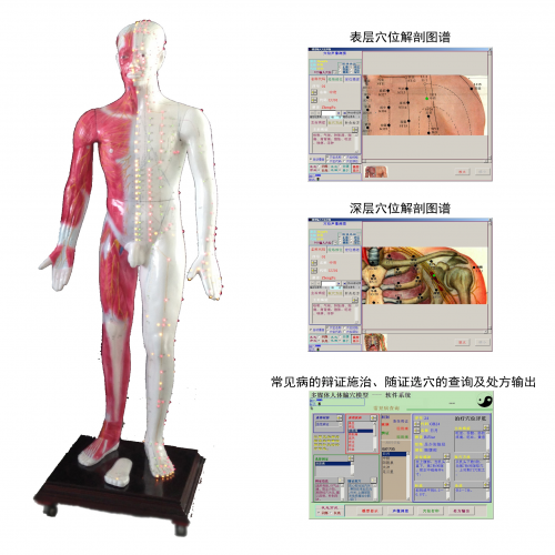 光電感應多媒體人體針灸穴位（wèi）發（fā）光模型