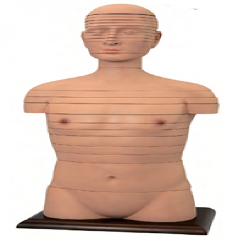 人體頭頸軀幹水平切麵斷層解剖模型