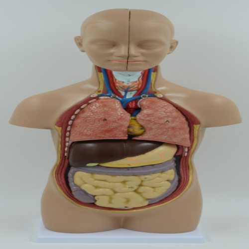 無性人體半（bàn）身軀幹模型（50cm/12件）