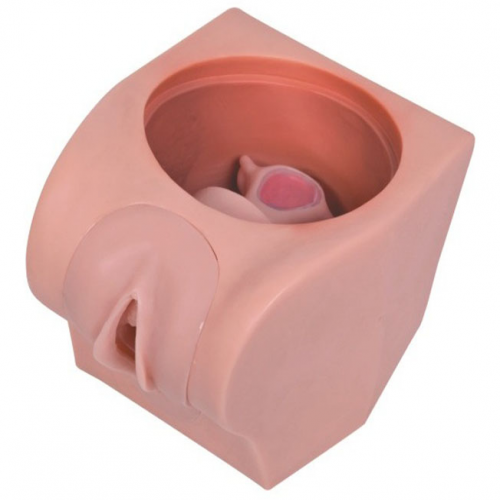 高級計劃（huá）生育教育模型