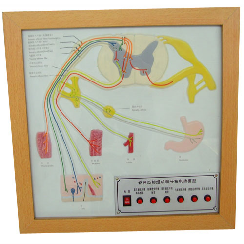 脊（jǐ）神經的組成和分布電動模型（xíng）