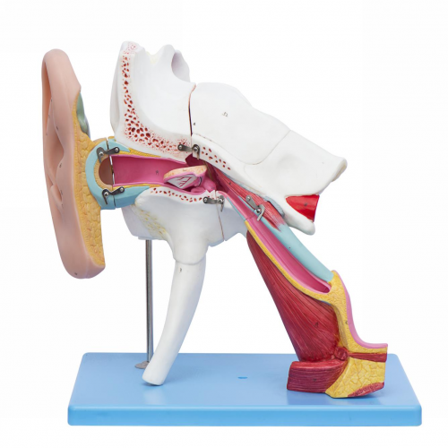 耳結構放大模（mó）型