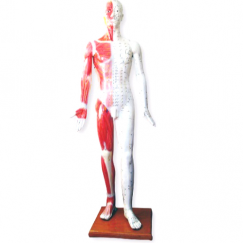  標準針灸（jiǔ）穴位模型