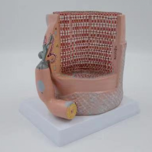 骨骼肌（jī）纖維與運動終板放（fàng）大模型（xíng）