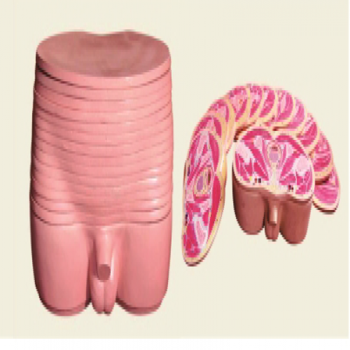 男性（xìng）盆部橫斷斷層解剖模型