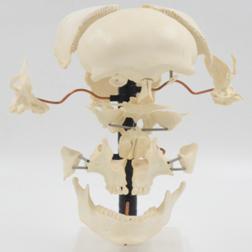 成人頭（tóu）顱骨骨性分（fèn）離模型