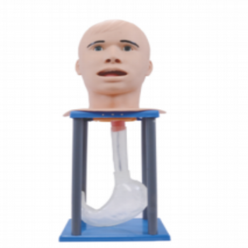 高級成人洗（xǐ）胃模型