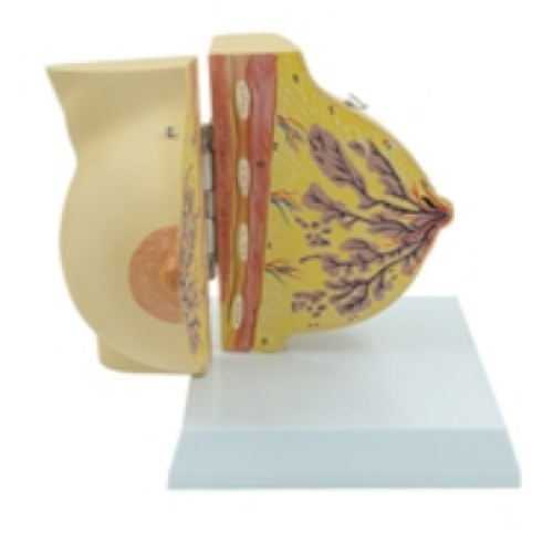 靜（jìng）止期女性乳房解（jiě）剖模（mó）型