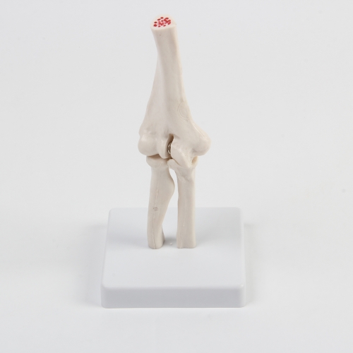 肘關節模型（xíng）