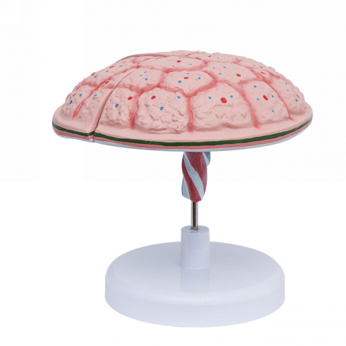  胎盤臍帶模型（xíng）