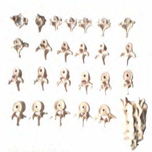 椎骨功能變（biàn）化示教模型（頸、胸、腰椎骶骨模型）