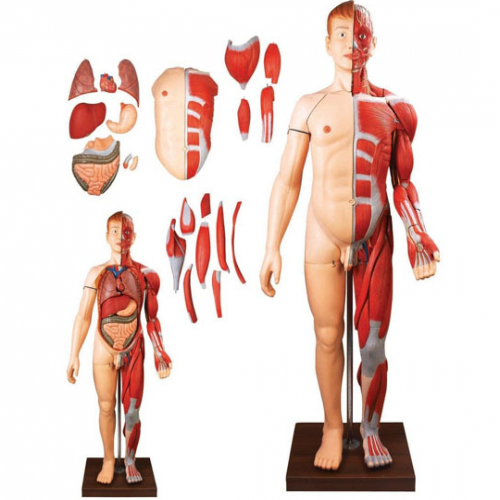 人（rén）體全身層次解剖附內（nèi）髒模型-2