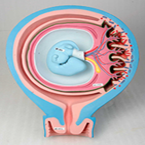 胎兒胎膜與子宮的關係模型