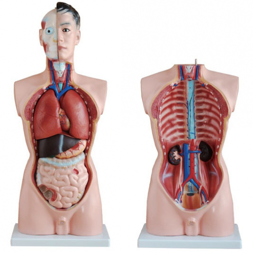 男性人體半身軀幹模（mó）型（85cm/19件）