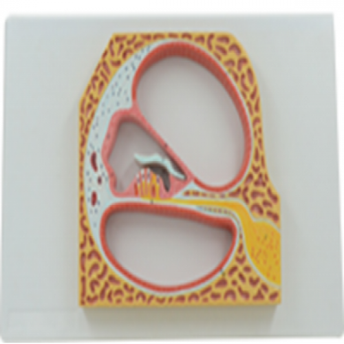 耳螺旋（xuán）器模型