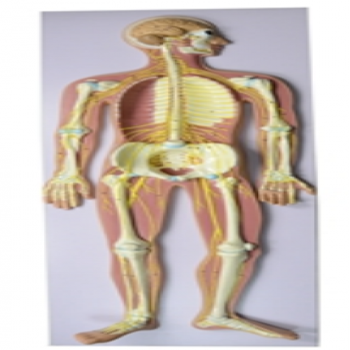 神經（jīng）係統模型