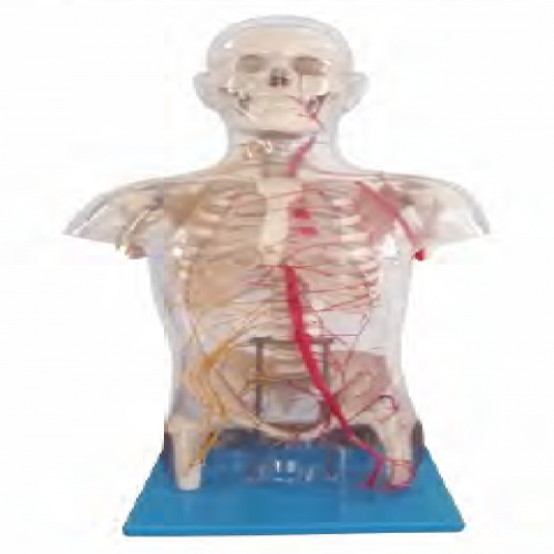 透明半身軀幹附（fù）血管神經模型