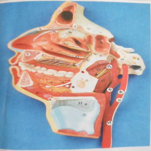 口、鼻（bí）、咽、喉內側麵血管神經模型