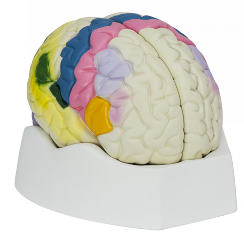 大（dà）腦皮質功能定位模型