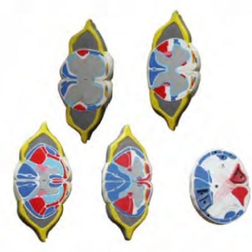 脊髓灰白質（zhì）核（hé）束及（jí）REXED分層模（mó）型