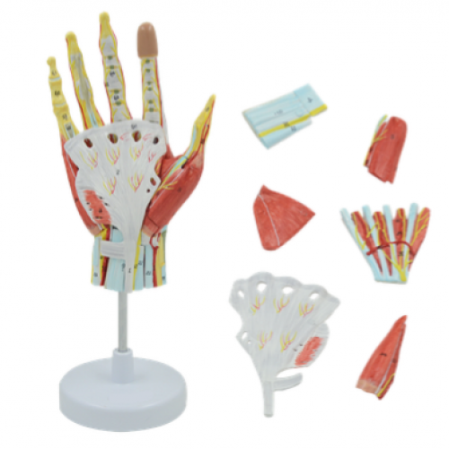 手肌附主要血管神經（jīng）模（mó）型