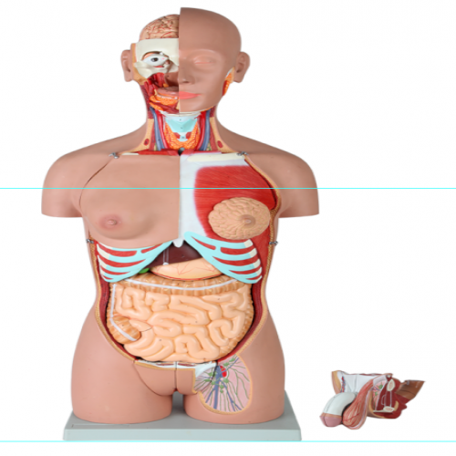 男、女兩性人體背部開放式半身軀幹模型（87cm/29件）