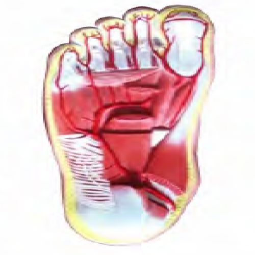 足底解剖及足底動（dòng）脈分（fèn）支模型