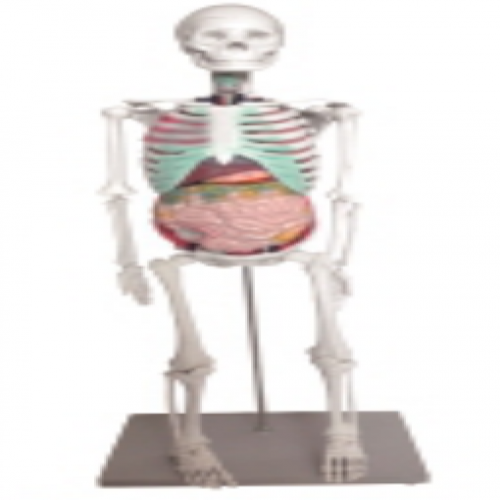 人體骨骼與內髒（zāng）關係（xì）模型