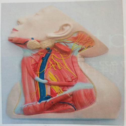 頸部中層神經解剖模型（xíng）