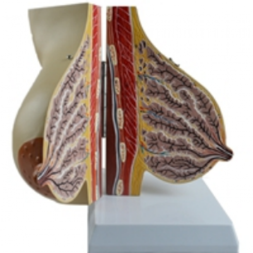 哺乳期（qī）女性乳（rǔ）房解剖模型