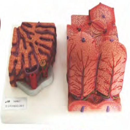 微觀解剖肝髒模型