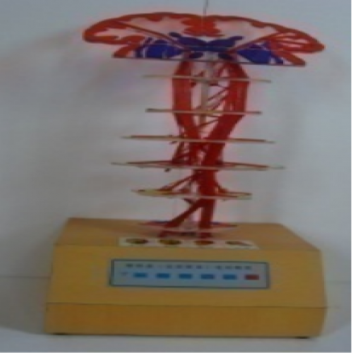 錐體係（皮質核束） 電動模型