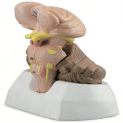 第四腦室脈絡（luò）組織和脈絡叢模型