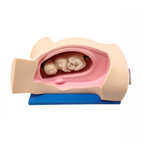 分娩機轉（zhuǎn）示教模型