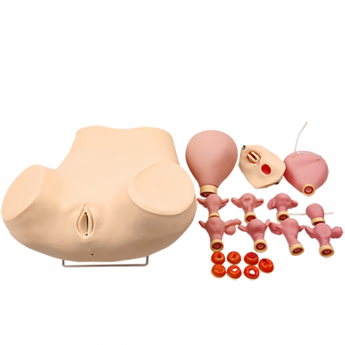 高級婦科綜合檢查訓練（liàn）模（mó）型