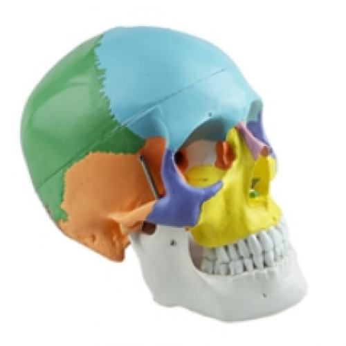 成人頭（tóu）顱骨骨性著（zhe）色模型