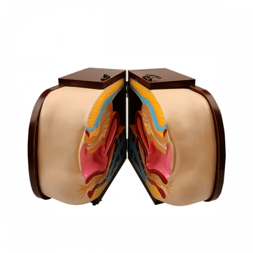 高級女性避孕器指（zhǐ）導模型