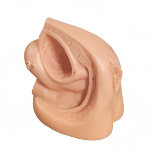 女性內外生（shēng）殖器（qì）及導尿模型