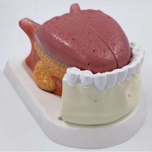 舌解剖連（lián）牙模型（4部件）