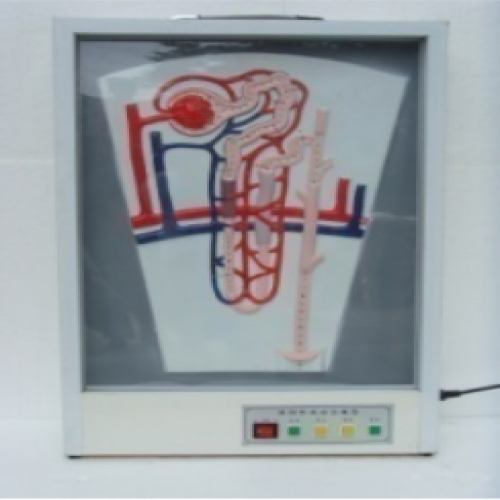 尿的形（xíng）成動態模型