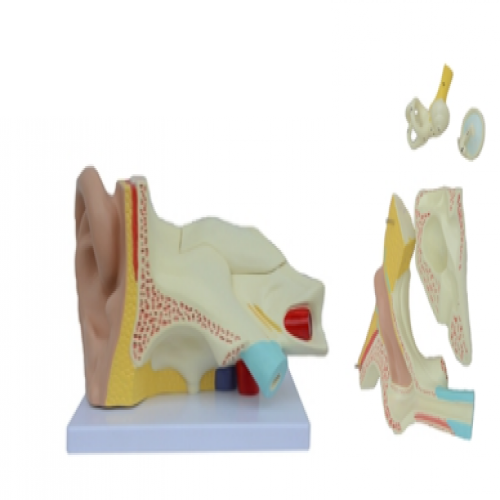 耳（ěr）放大模型（5部件）