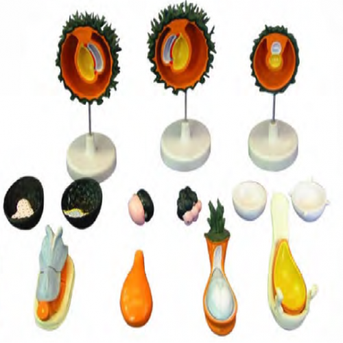 人胚受精、卵（luǎn）裂和（hé）胚（pēi）泡形成過程模型