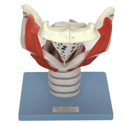 喉（hóu）結構與功能放大模型